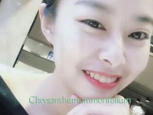 Chrysanthemummorifolium