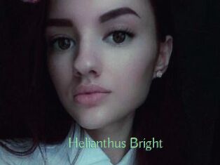 Helianthus_Bright