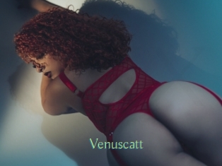 Venuscatt